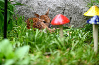 2022-05-21 Fawns